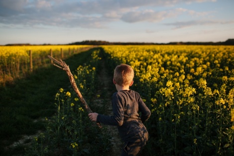 Child Walks In Fields Of Bright Yellow Rapeseed Flowers At Sunset.